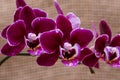 Blooming Mini Velvet Burgundy  Phalaenopsis Orchid Plant isolated on natural burlap background. Moth Orchids. Tribe: Vandeae. Royalty Free Stock Photo