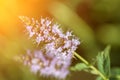 Blooming mint on the background of the sun's rays Royalty Free Stock Photo