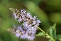 Blooming mint on the blur background. Royalty Free Stock Photo