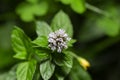 Blooming mint flower Royalty Free Stock Photo