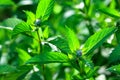 Blooming mint in the garden Royalty Free Stock Photo