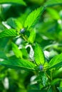 Blooming mint in the garden Royalty Free Stock Photo