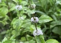 Blooming mint growing in a flower garden Royalty Free Stock Photo