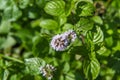 Blooming mint plant Royalty Free Stock Photo