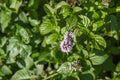 Blooming mint plant Royalty Free Stock Photo