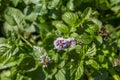 Blooming mint plant Royalty Free Stock Photo