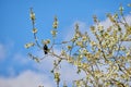 Blooming Mirabelle flower tree with a bird sitting on a branch with a cloudy sky background on a summer day. Blossoming Royalty Free Stock Photo