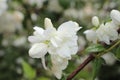 Blooming Mock Orange bush with water droplets