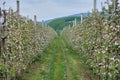 Blooming modern apple orchard. Growing apples on an industrial scale