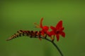 Blooming montbretia Royalty Free Stock Photo