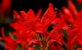 Blooming montbretia Royalty Free Stock Photo