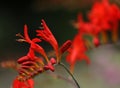 Blooming montbretia Royalty Free Stock Photo