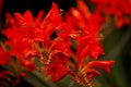 Blooming montbretia Royalty Free Stock Photo