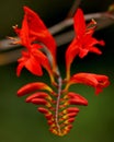 Blooming montbretia Royalty Free Stock Photo