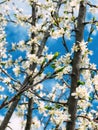 Blooming morus alba or white mulberry tree branches in orchard, close up Royalty Free Stock Photo