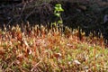 Blooming moss in the forest, in the month of may.