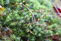 Blooming moss in the forest.