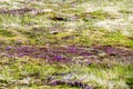 Blooming moss Iceland