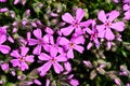 Blooming moss phlox detail