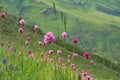 Blooming motley grass of alpine meadows