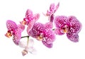Blooming motley lilac orchid, phalaenosis isolated on white