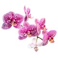 Blooming motley lilac orchid, phalaenosis isolated on white