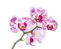 Blooming motley orchid isolated