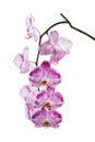 Blooming motley orchid isolated over white background