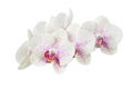 Blooming motley orchid isolated over white background