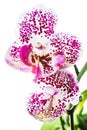Blooming motley orchid, isolated on white background