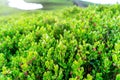 Blooming mountain bilberry Vaccinium myrtillus is perennial wild plant with edible dark blue berries. Blueberry bushes in spring Royalty Free Stock Photo