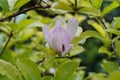 Blooming mountain magnolia