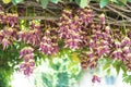 Blooming mucuna birdwoodiana tutch Royalty Free Stock Photo