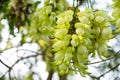 blooming mucuna birdwoodiana tutch in Spring at horizontal composition Royalty Free Stock Photo