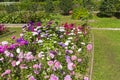 Blooming multi-colored asters