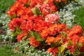 blooming multi-colored begonia in a flower bed