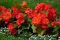 blooming multi-colored begonia in a flower bed