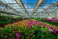 Blooming multi-colored pansies grown in modern greenhouse, selective focus