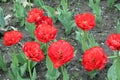 Blooming multi-colored tulips in the flowerbed.