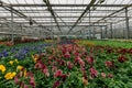 Blooming multi-colored violets grown in modern greenhouse, selective focus