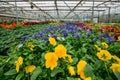 Blooming multi-colored violets grown in modern greenhouse, selective focus