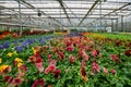 Blooming multi-colored violets grown in modern greenhouse, selective focus