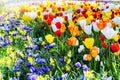 Blooming multicolor tulips