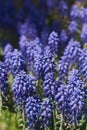 Blooming Muscari flower Royalty Free Stock Photo