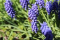 Blooming muscari flowers and a busy bee in early spring Royalty Free Stock Photo