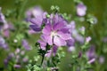 Blooming musk mallow field in summer light (Malva alcea, cut-lea Royalty Free Stock Photo