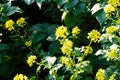 Blooming mustard. closeup view of mustard yellow flowers blooming in field