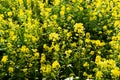 Blooming mustard. closeup view of mustard yellow flowers blooming in field