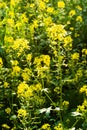 Blooming mustard. closeup view of mustard yellow flowers blooming in field