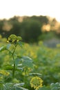 Blooming mustard flowers closeup after sunset. Ingredient added to food.